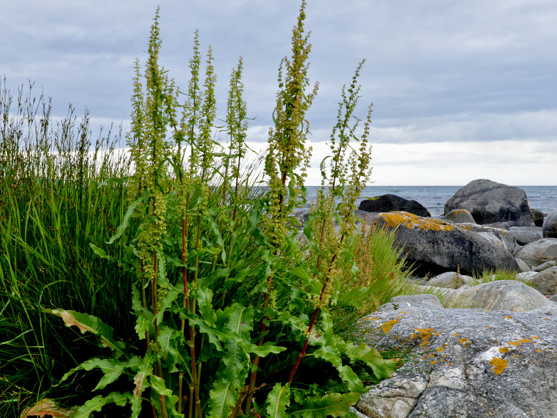 A dock plant