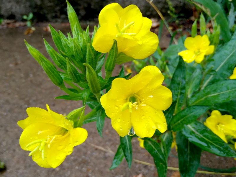 An evening primrose plant in flower