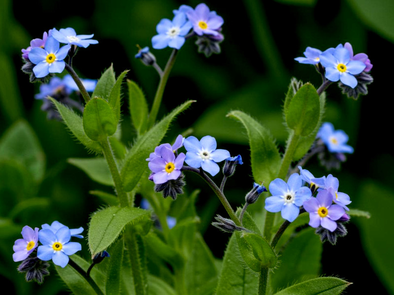 A forget-me-knot flower