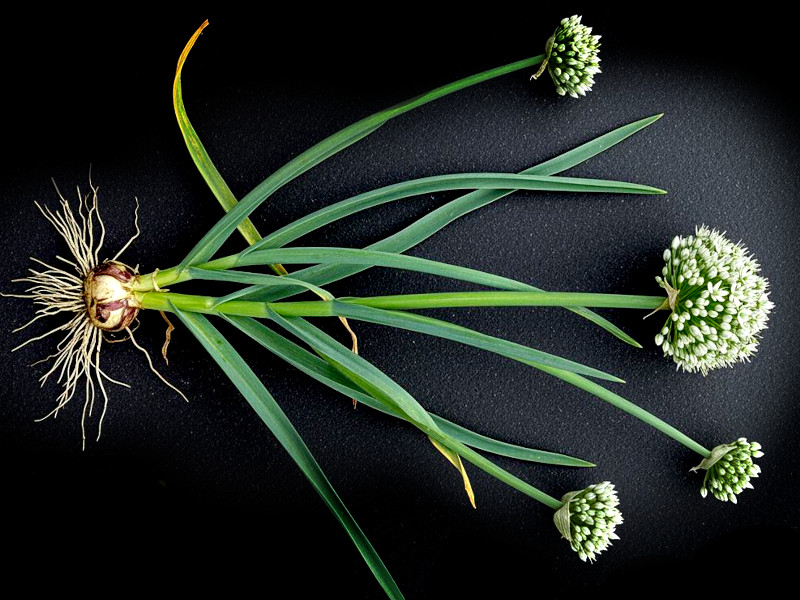 A garlic plant showing bulb and leaves