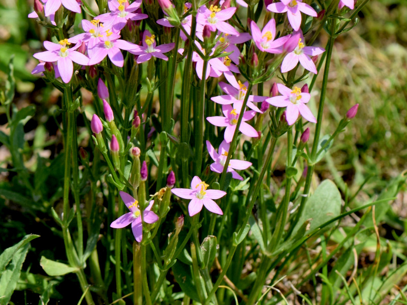 A gentian plant