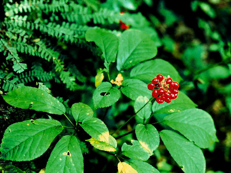 A ginseng plant