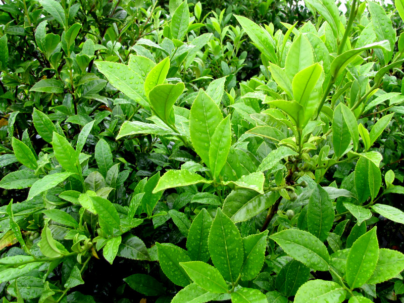 A tea plant