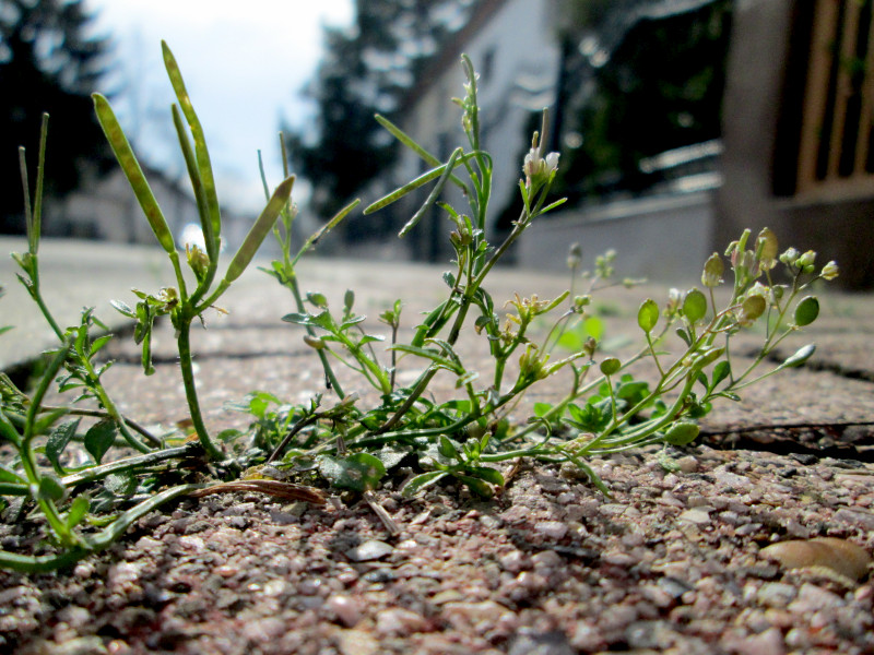 A hairy bittercress plant