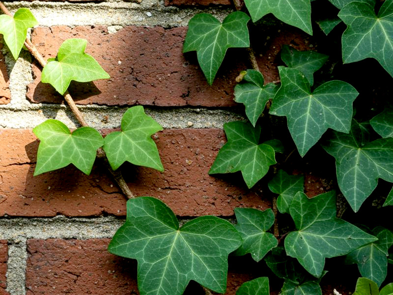 An english ivy plant