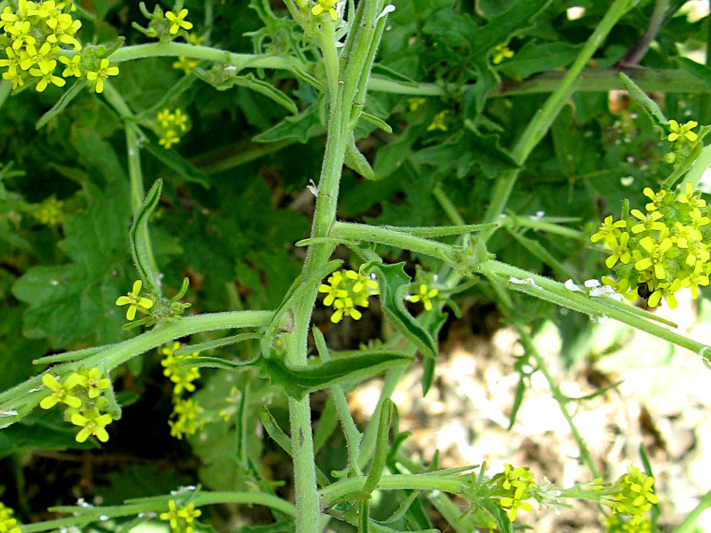 A hedge mustard plant