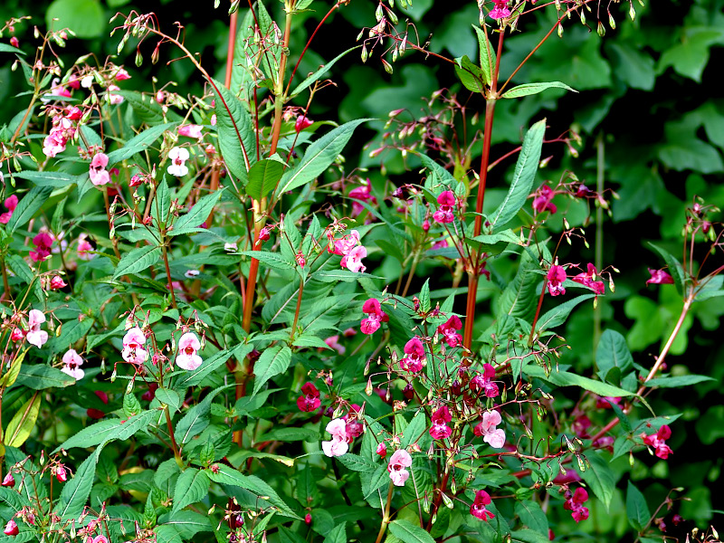 A patch of Himalayan balsam plants in bloom