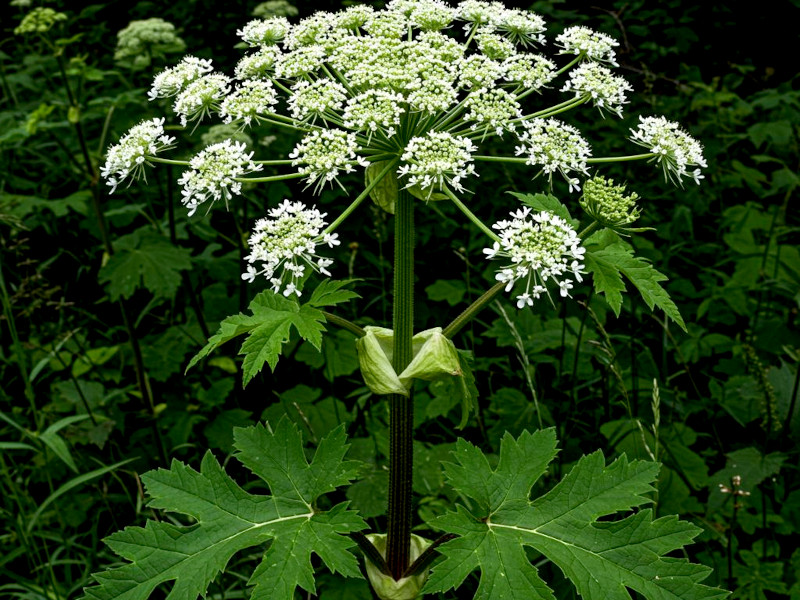 Hogweed plants