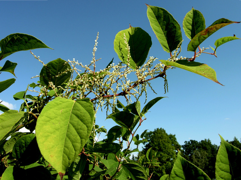 A Japanese knotweed plant