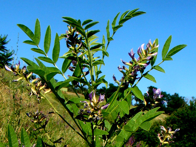 A licorice plant