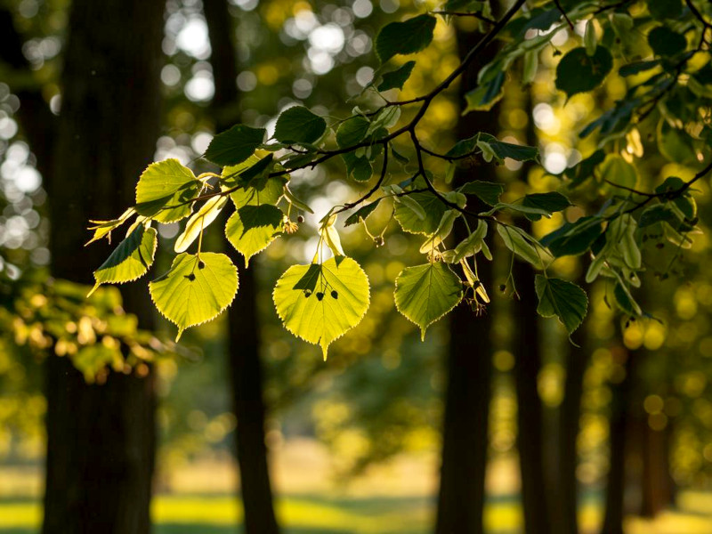 A lime tree with the sun shining through the leaves