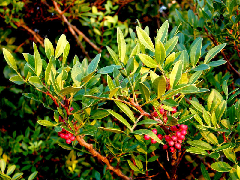 A picture of a mastic plant with berries