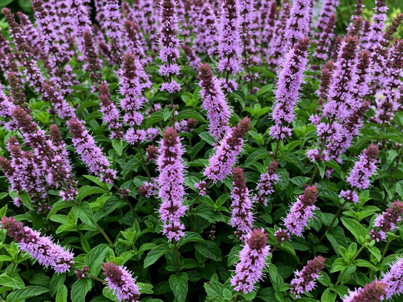 A patch of peppermint plants in full bloom