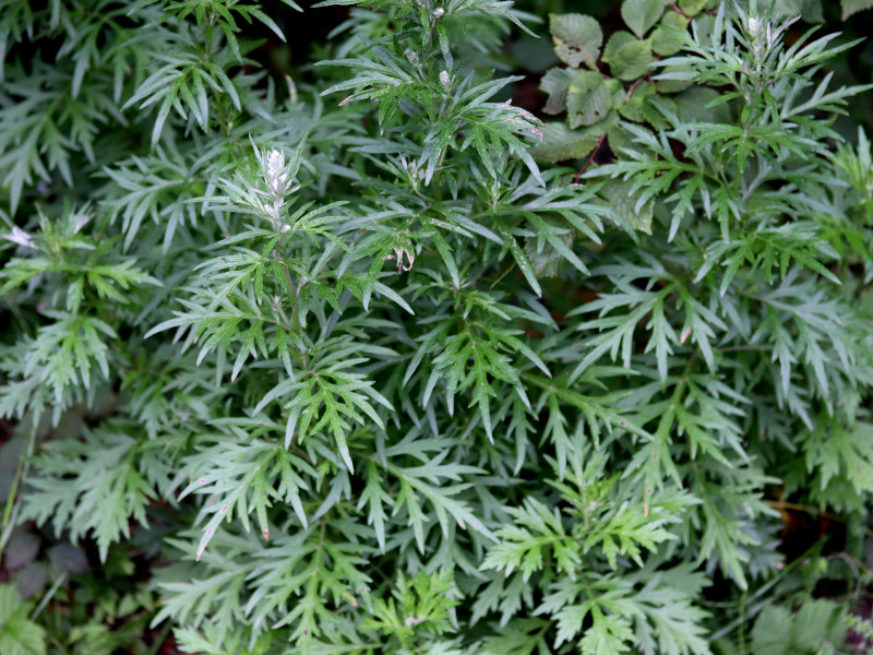 A view of the foliage of Mugwort plants