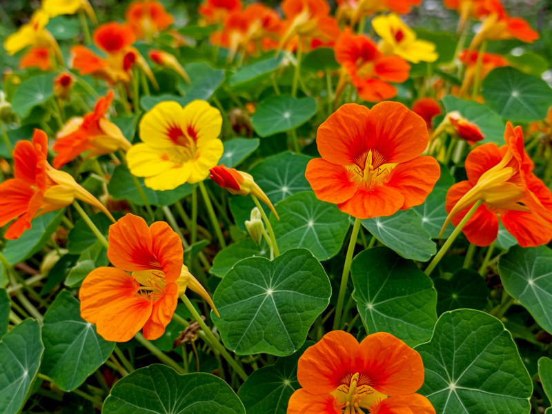 A patch of nasturtium plants with orange and yellow flowers