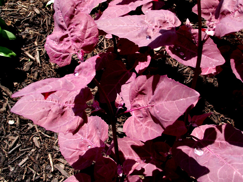 A shot of an Orache plant with distinctively triangular red leaves