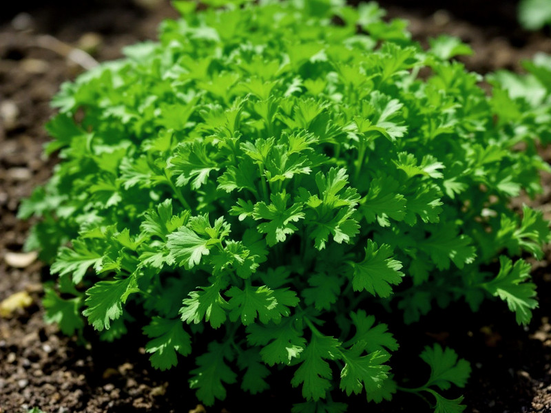 A mound of fresh, young, parsley with green foliage
