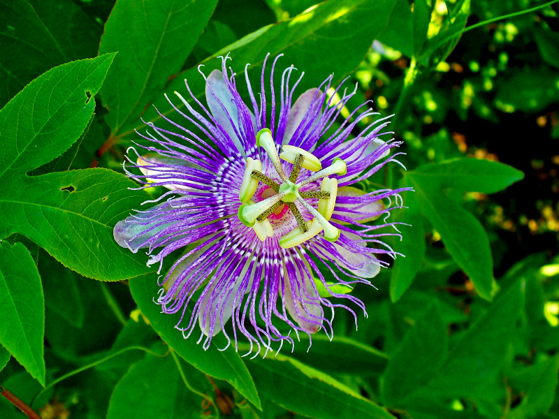 A passion flower with green foliage behind