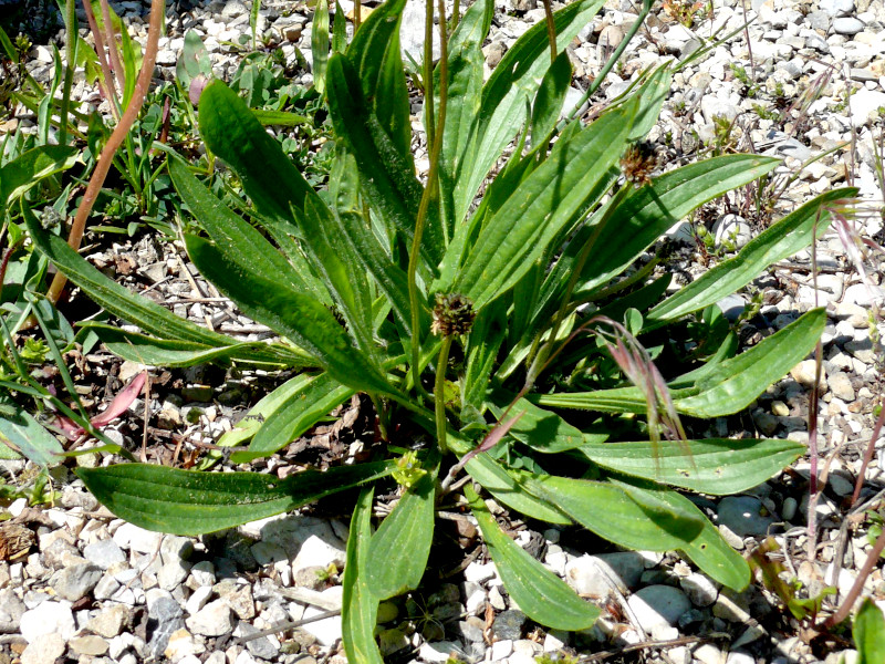 A plantain plant with hairy leaves and a flower gone to seed