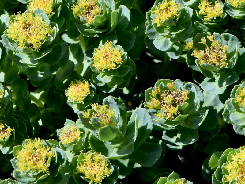 A number of fleshy-leaved Rhodiola plants with yellow flowers