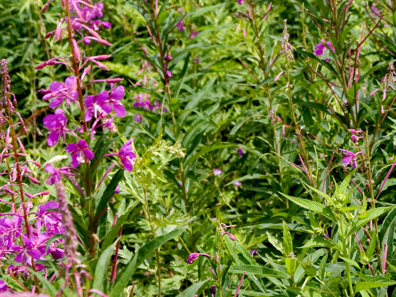 Some wild Rosebay willowherb plants