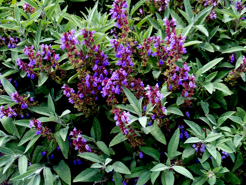 A patch of sage plants in full bloom
