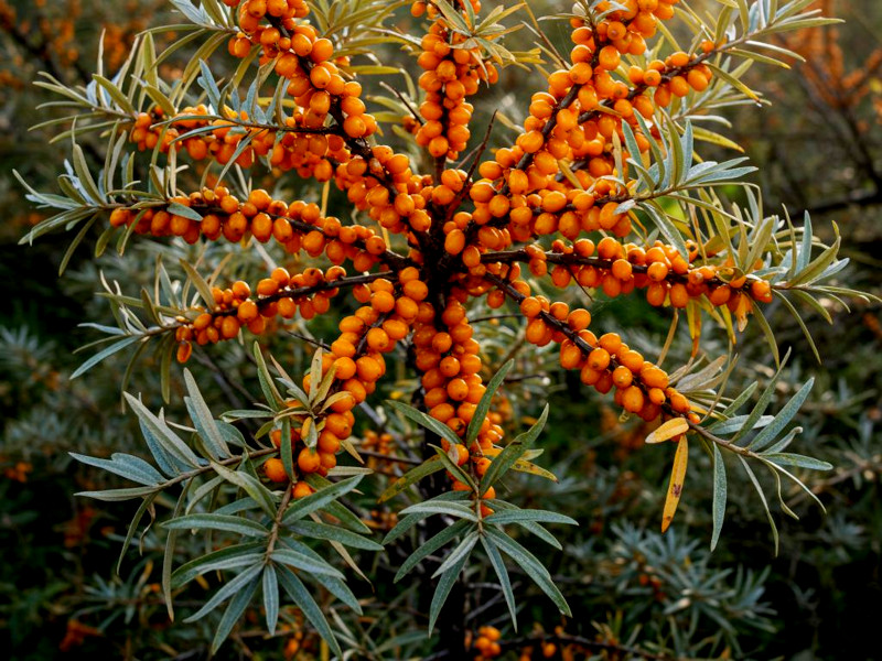 Green-grey foliage and orange berries of a sea buckthorn plant