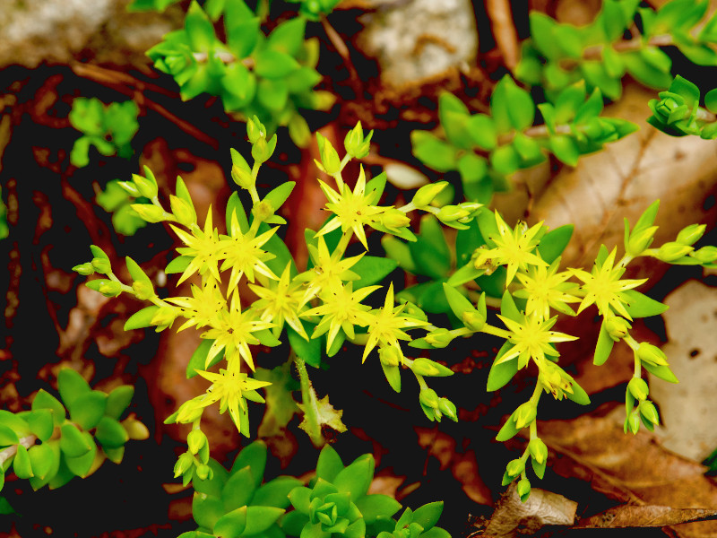 A Sedum sarmentosum plant with star-shaped yellow flowers