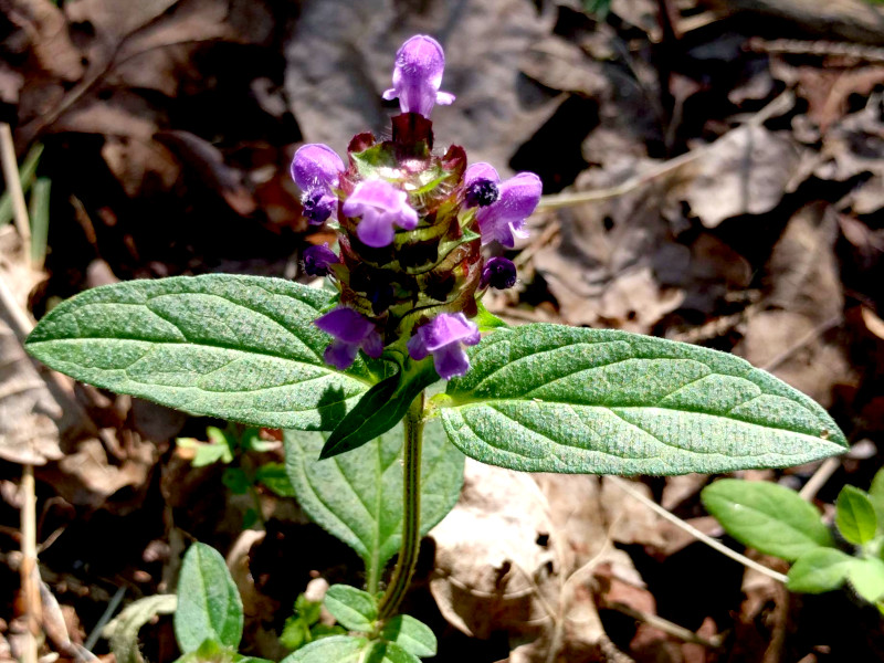 A close shot of a single selfheal plant in bloom