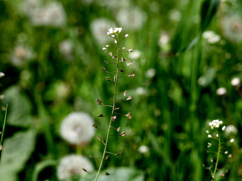 A shepherd's purse plant gone to seed