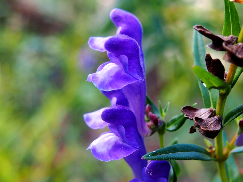A close shot of a skullcap flower showing the similarity with the skullcap hat