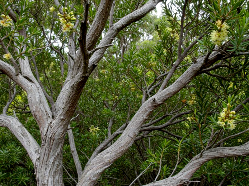 A mature tea tree with twisted bark, green foliage, and yellow flowers