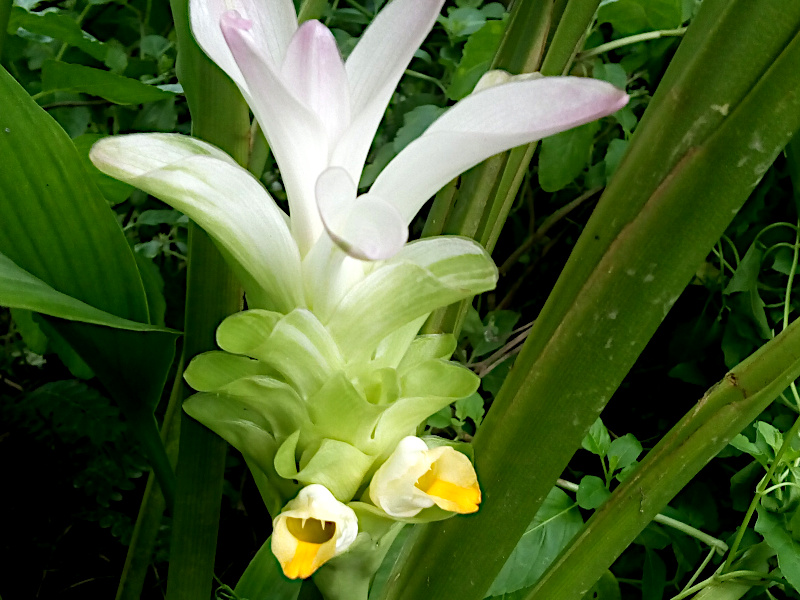 A Turmeric flower with flowers showing snake like fangs and a yellow tongue