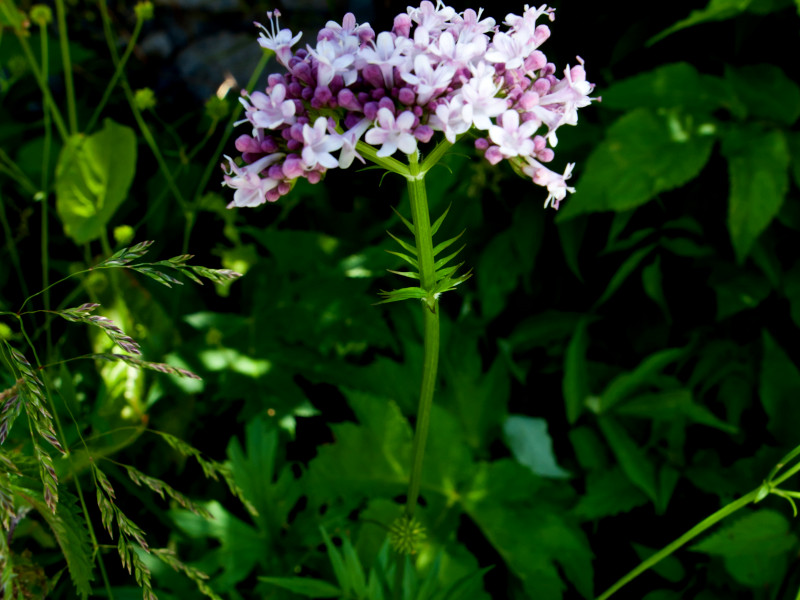 A Valerian stem topped with five-petaled, purple-white flowers