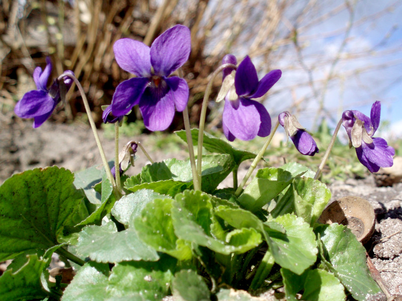 A clump of Viola plants in bloom with purple-indigo flowers