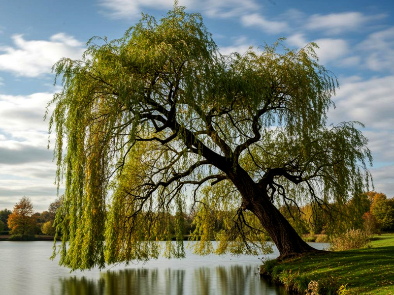 A mature weeping willow tree with branches and foliage drooping over a lake