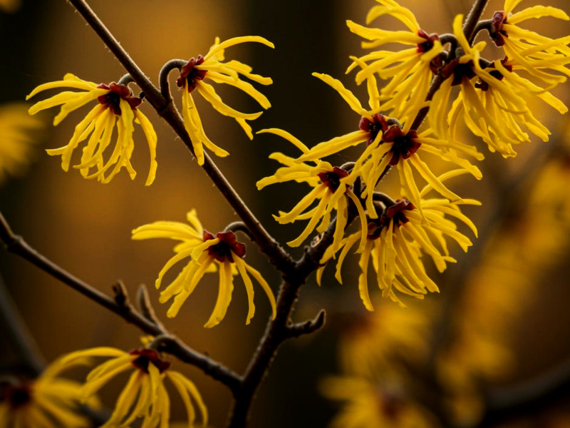 A close shot of yellow witch hazel flowers on a stem