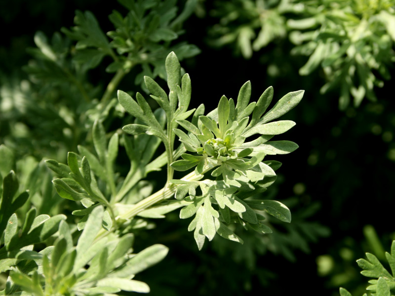 A close shot of the pale blush-green foliage of a wormwood plant