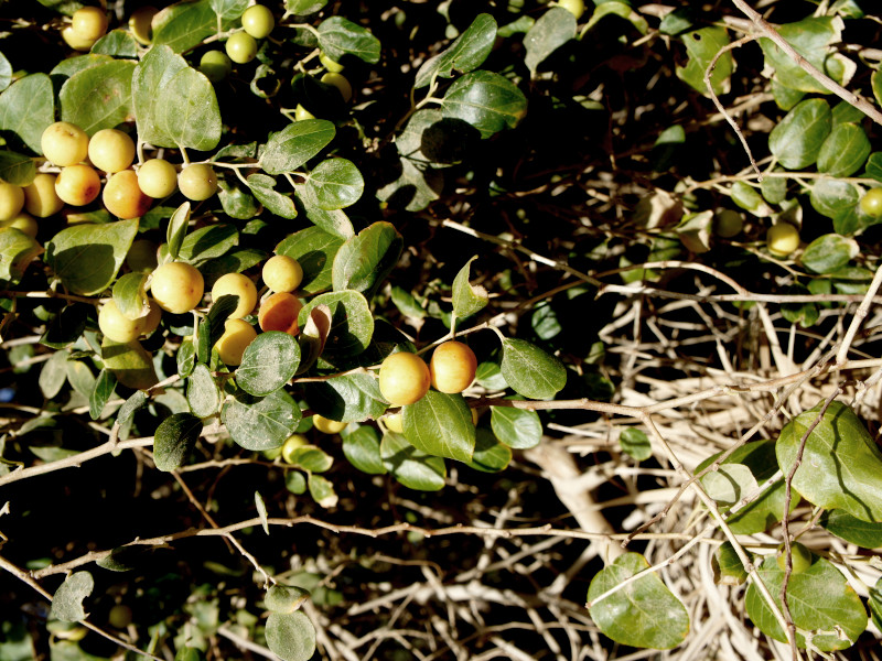 A jujube bush with rounded, green leaves, and small, grape-sized pale orange fruits
